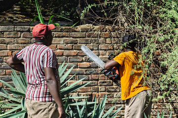 African men with a chainsaw cutting a tree, cutting acacia branches for firewood by the yard wall