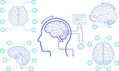 Line art Brain human, Anatomical high detailed. Medical study front back top view side sign info graphics.