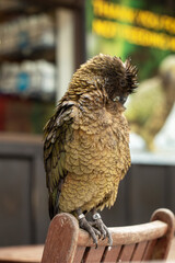 Curious parrot resting on a wooden bench in a natural outdoor setting.