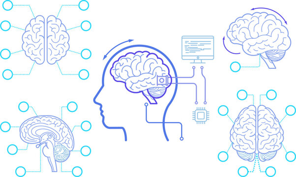 Line art Brain human, Anatomical high detailed. Medical study front back top view side sign info graphics.