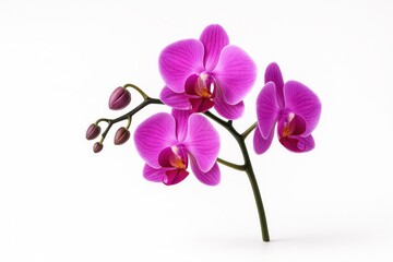 Single purple orchid stem with open blooms and buds isolated on white elegant floral studio for beauty and wellness visuals