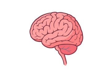 3d rendered illustration of a brain