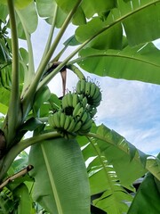 A handful of bananas grow on fresh tropical banana trees in a lush garden.