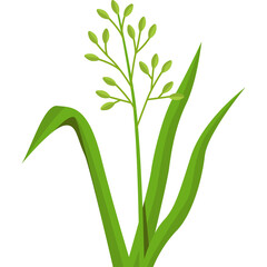 Green Grass Plant Vector Illustration With Detailed Leaves and Seeds on White Background