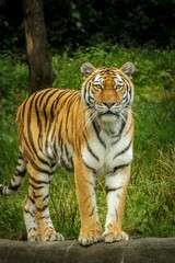 Obraz premium tiger in the zoo