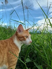 Young white and ginger domestic kitten with fluffy fur and cute eyes on green grass in the garden