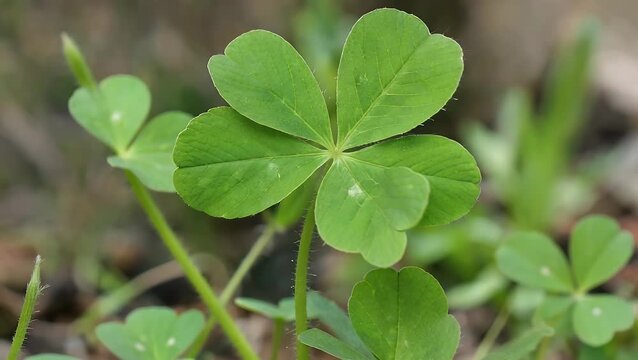 Extreme  Close-Up Photograph of a Single Four-Leaf Clover