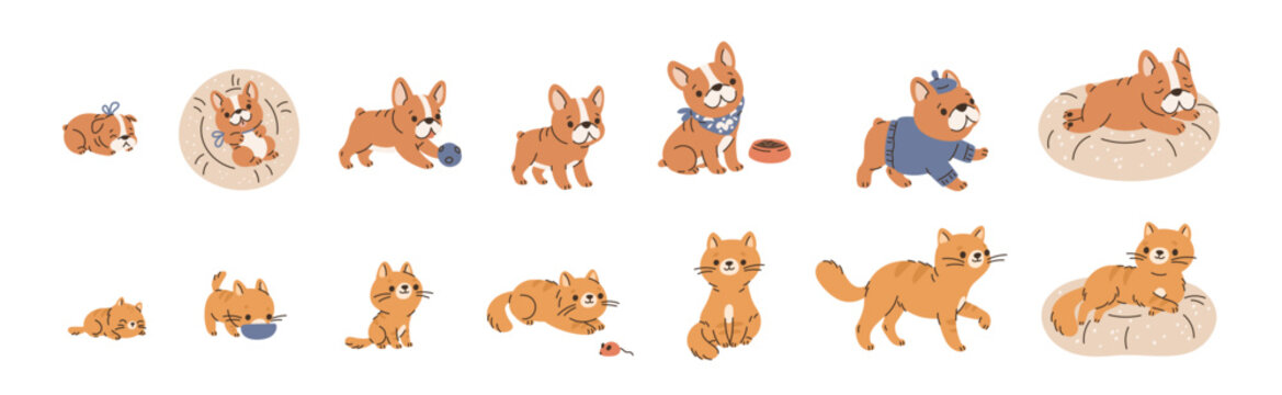 Pets growth stages. Funny domestic animals, from infancy to old age, cute redheads cat, funny dog, french bulldog, maturation, vector cartoon flat style isolated mascot garish vector set