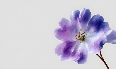 Obraz premium a softy white background, a only one central minimalist purple flower watercolor style