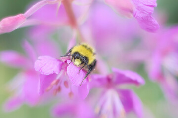 Bee on fireweed in Alaska
