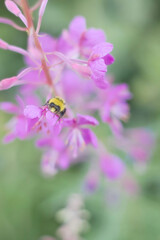 Bee on fireweed in Alaska
