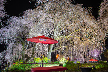 身延桜（妙法寺のしだれ桜）のライトアップ