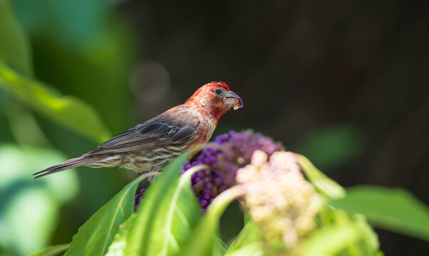 Male House Finch (Haemorhous mexicanus) feeding on purple berries from American Beautyberry bush