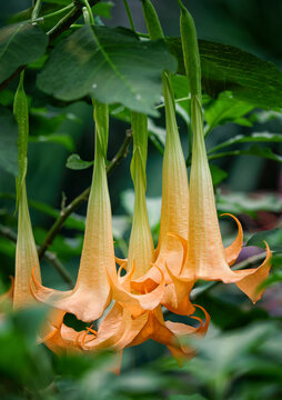 Angel's Trumpet flowers (Brugmansia) blooming in the garden. The plant is highly poisonous to animals and humans.