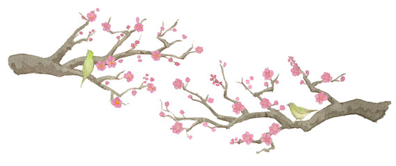 梅の花とうぐいす Watercolor Japanese Illustration