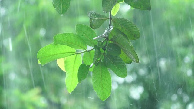 Close-up of guava tree leaves in the rain.