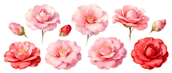 Realistic camellia flower set with soft pink and red variations isolated on transparent background, elegant floral element collection
