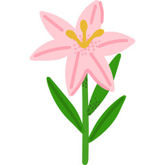 Pink Lily Flower with Green Stems and Leaves on Transparent Background Simple Illustration