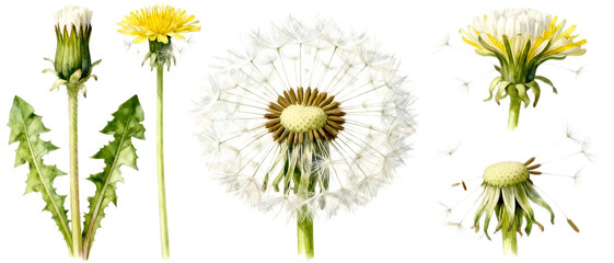 Realistic dandelion flower set with seed head variations isolated on clean transparent background, delicate botanical element collection
