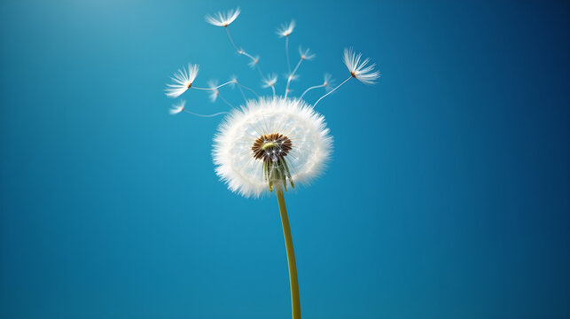Close-up of Dandelion Seeds under Blue Sky
