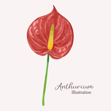 Red Anthurium Flower Illustration