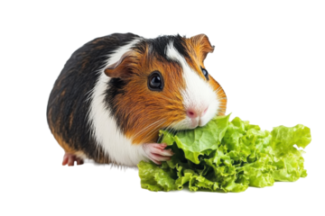 Guinea pig munching lettuce with full cheeks