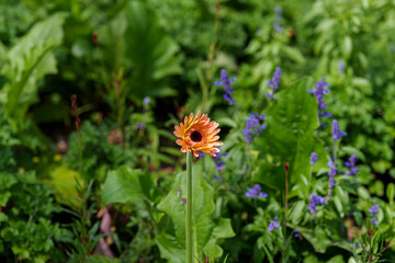 Close-up photo of a orange gerbera flower blooming in summer