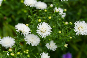 Close-up photo of yellow chrysanthemum flowers in full bloom in autumn.