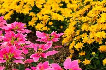 Close-up photo of yellow chrysanthemums and pink poinsettias in full bloom in autumn.