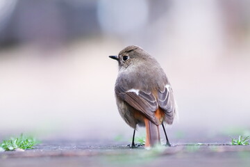 地上に降りたジョウビタキ