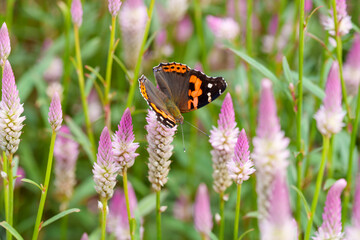Close-up photo of a butterfly feeding on nectar from a pink Cockscomb flower in full bloom.