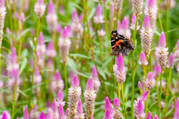 Close-up photo of a butterfly feeding on nectar from a pink Cockscomb flower in full bloom.