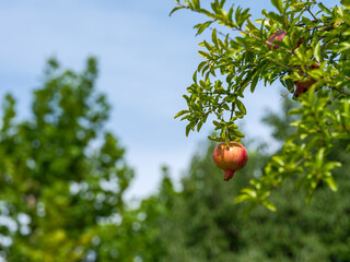 Close-up of pomegranate tree fruit ripening to red in autumn.