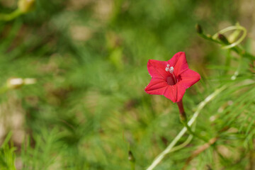 Close-up of red Cypress vine (Star Glory) flowers blooming in summer.