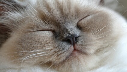 Close-up of a fluffy feline resting with eyes closed.