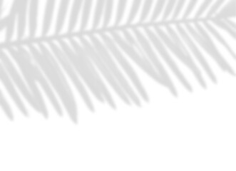 Pine or Fir Branch Shadow Overlay