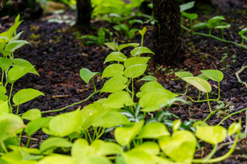 Close-up of heart-shaped green hoya leaves.