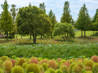 A field landscape with colorful Broom cypress flowers in full bloom in autumn.