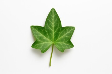 Obraz premium Top down mature hedera ivy leaf with subtle variegation and visible midrib clean botanical study on white
