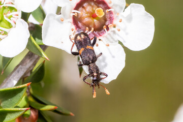 Orange-Banded Beetle Feeding on Blossom