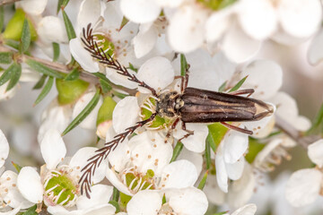 Longhorn Beetle with Feathered Antennae on White Flowers