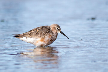 Wading Bird Searching for Food in Shallow Tide Pool