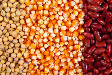 An organized placement of soybean,  kernel corn and red beans. the concept of superfoods, healthy foods, foods that are rich in nutrients and rich in vitamins, minerals, fiber, and antioxidants.