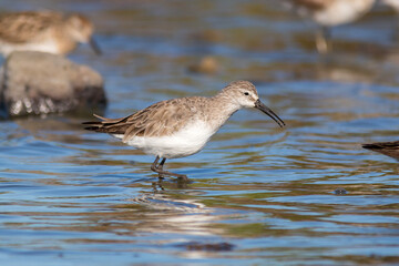 Curlew Sandpiper Wading Beside Reflective Water