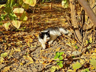 Fototapeta premium A Content Cat Lounging Amidst Autumn Leave