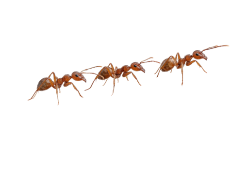 Three red ants marching in a diagonal line on black