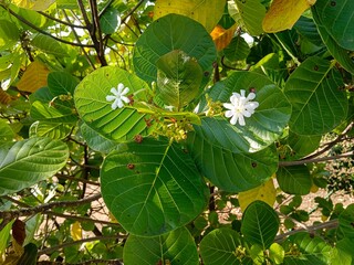 green leaves of a tree with two white flowers 