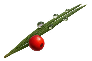 Fototapeta premium Green plant stems with fresh clear dew drops and a single red berry presenting natural beauty on transparent background