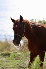 Obraz premium a horse on the seashore.Brown horse outdoors. High quality photo
