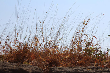 Fototapeta premium grass, nature, plant, field, agriculture